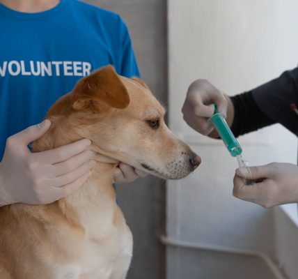 a veterinarian vaccinating a dog